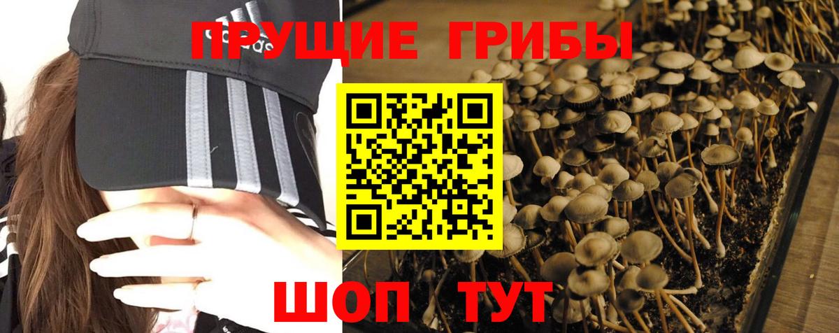 Галлюциногенные грибы Psilocybe Обнинск